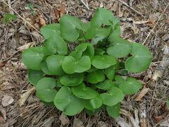 Ligularia calthifolia