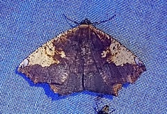 Paragonia cruraria