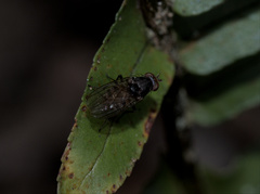 Minettia maculithorax
