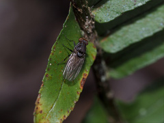 Minettia maculithorax
