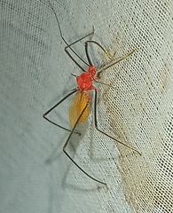 Saicinae