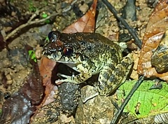 Craugastor laevissimus