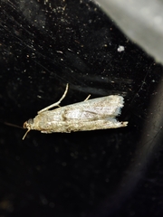 Pseudacrobasis tergestella