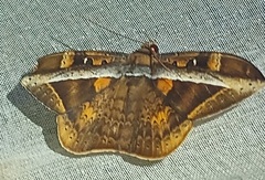 Hemeroblemma opigena