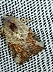 Gonodes trapezoides