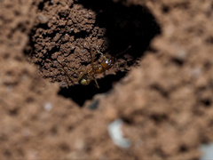 Aphaenogaster pythia