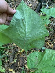 Trachystemon orientalis