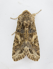 Spodoptera praefica