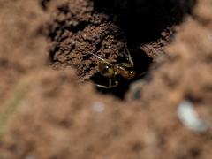 Aphaenogaster pythia