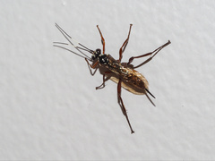 Echthromorpha