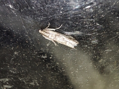 Pseudacrobasis tergestella