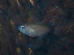 Taeniamia macroptera