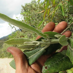 Ageratina asclepiadea
