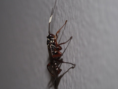 Echthromorpha
