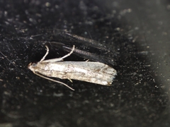 Pseudacrobasis tergestella