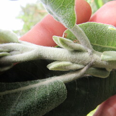 Ageratina asclepiadea