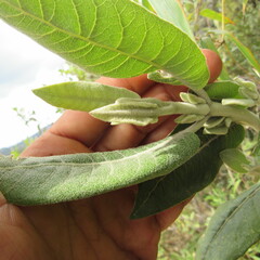Ageratina asclepiadea