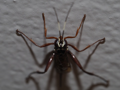 Echthromorpha