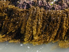 Carpophyllum plumosum