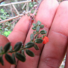 Galium hypocarpium