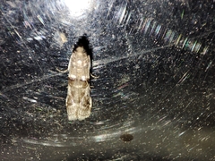 Pseudacrobasis tergestella