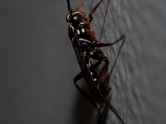 Echthromorpha