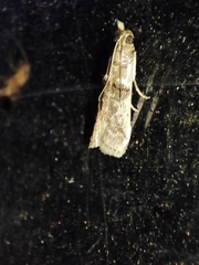 Pseudacrobasis tergestella