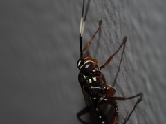 Echthromorpha
