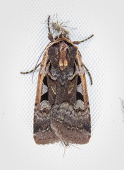 Parabagrotis exsertistigma