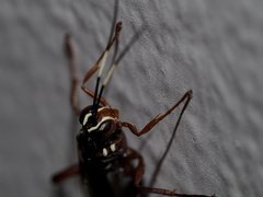 Echthromorpha