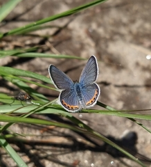 Icaricia lupini texanus