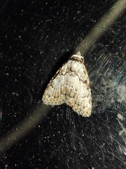 Meganola strigula