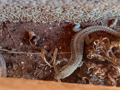 Podarcis melisellensis