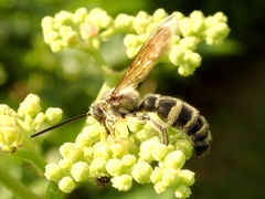 Campsomeriella annulata
