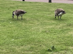 Branta canadensis