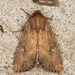 Faint-spotted Quaker - Photo (c) Jim Johnson, some rights reserved (CC BY-NC-ND), uploaded by Jim Johnson