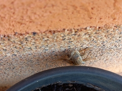 Podarcis melisellensis