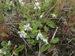 Viola amurica