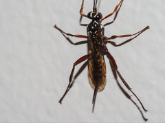 Echthromorpha
