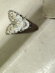 Meganola strigula