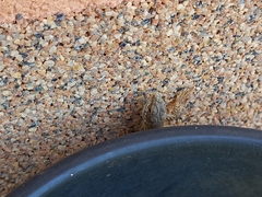 Podarcis melisellensis