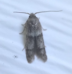 Blastobasis pulchella