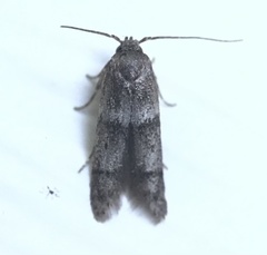 Blastobasis pulchella