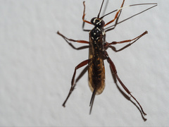 Echthromorpha