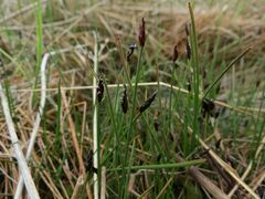 Eleocharis kamtschatica