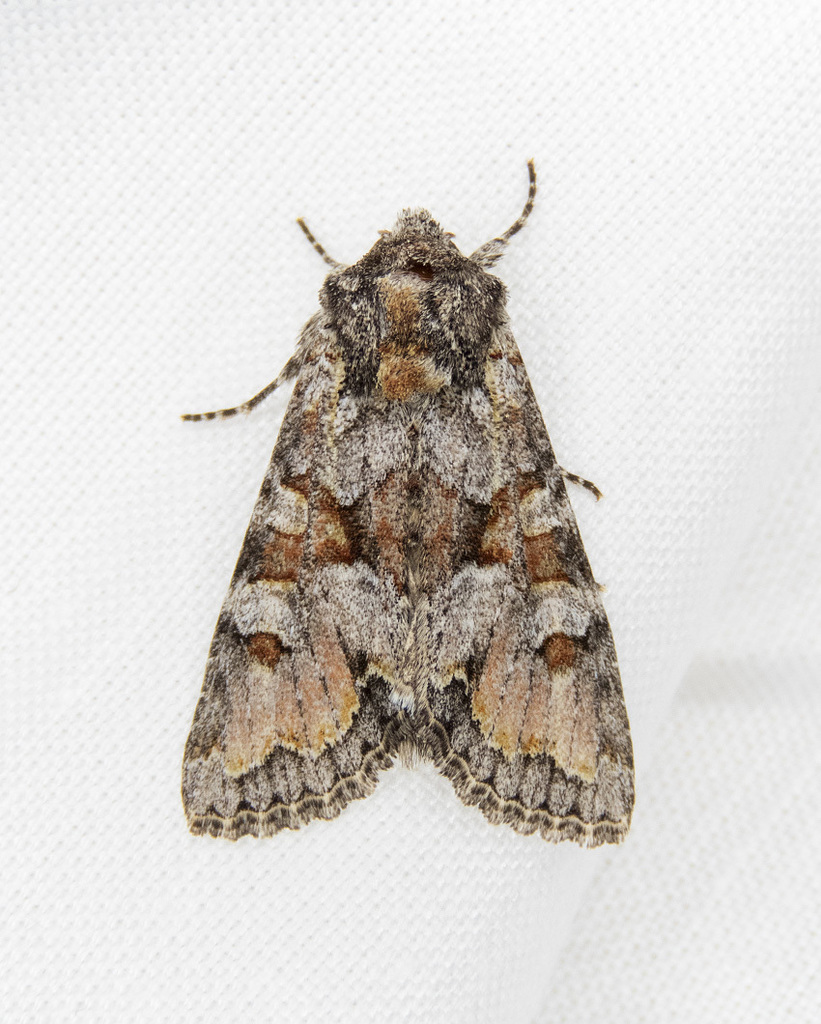 Western Apamea Moth and Allies