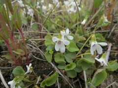 Viola amurica
