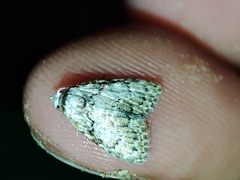 Meganola strigula