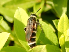 Campsomeriella annulata