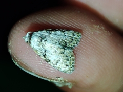 Meganola strigula